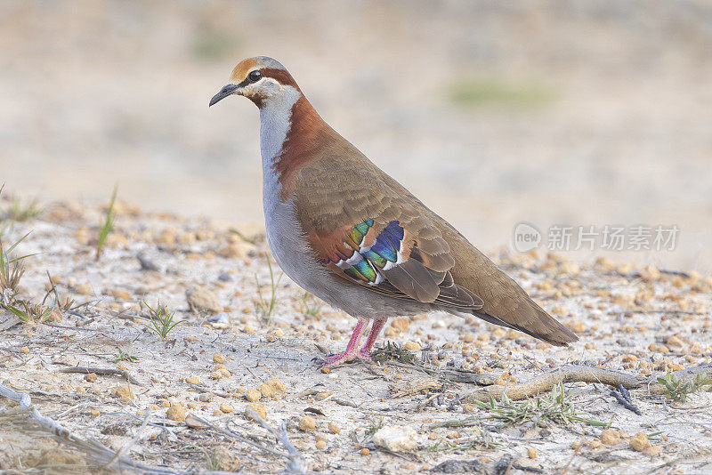 Brush Bronzewing，澳大利亚新南威尔士州比奥瓦国家公园